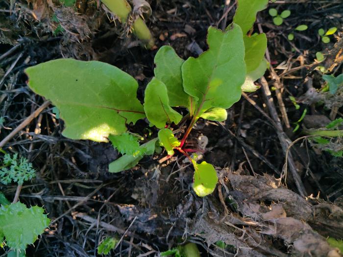 Beets that survived the drought and are starting to take off in the cooler/wetter weather