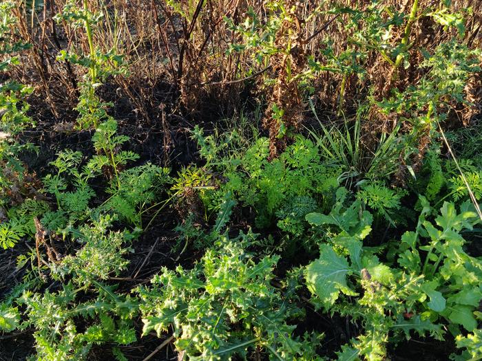 Drought-proof carrots also starting to take off