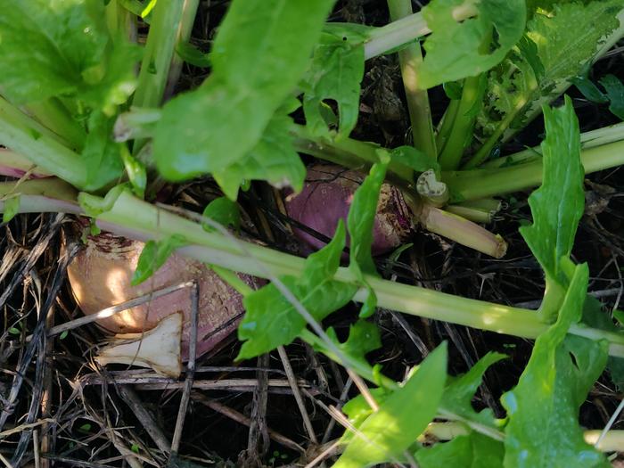 Drought-proof turnips starting to size up