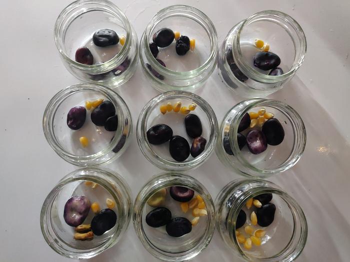 Fava in baby food jar test