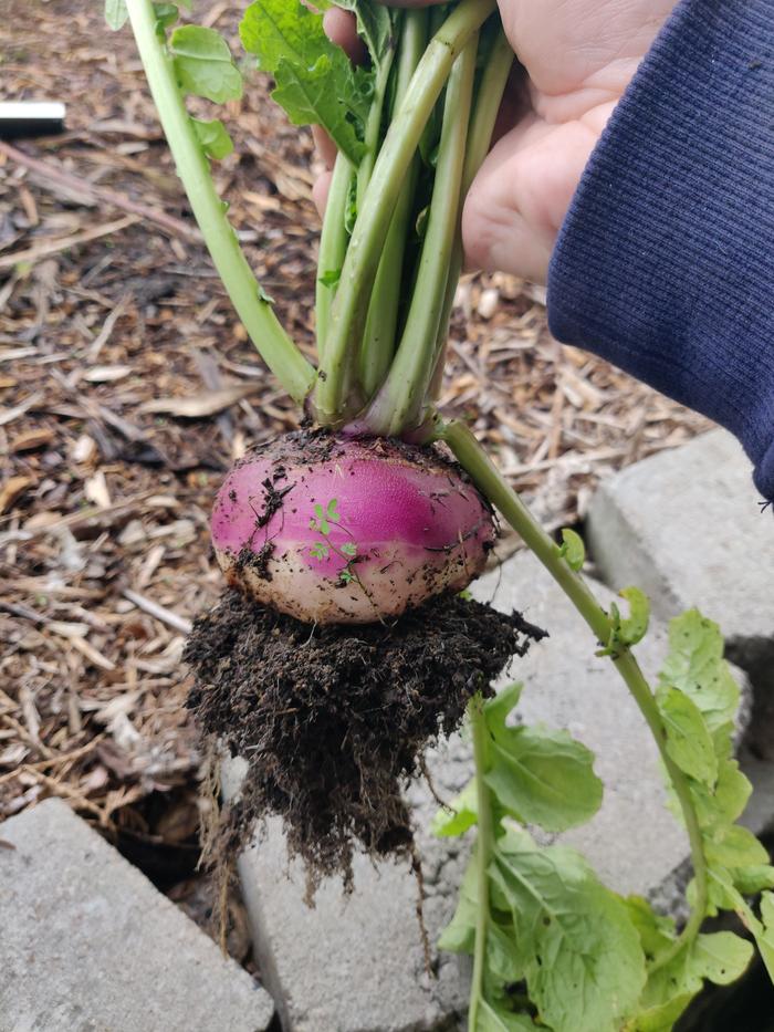 Those rhizosheaths!