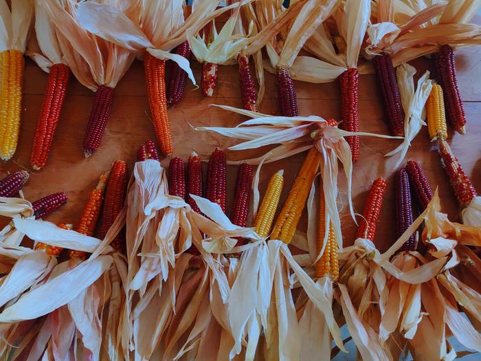 flint corn landrace coloured cobs