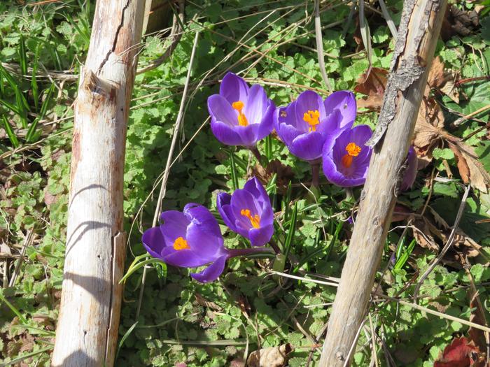 Flowers are open in the afternoon