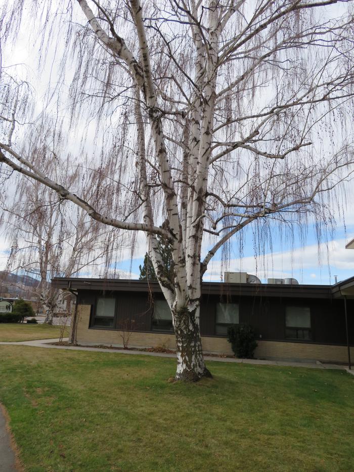 Aspen willow tree?