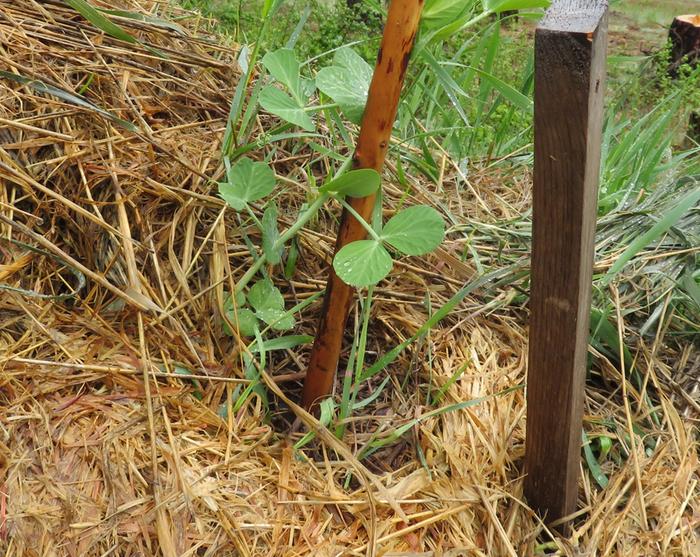 Climbing pea