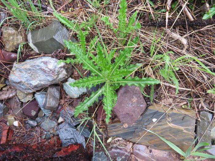 Nettle on lab