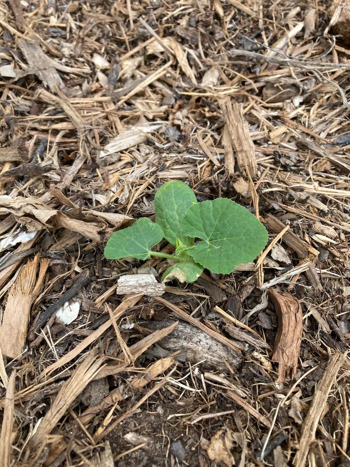 Volunteer squash