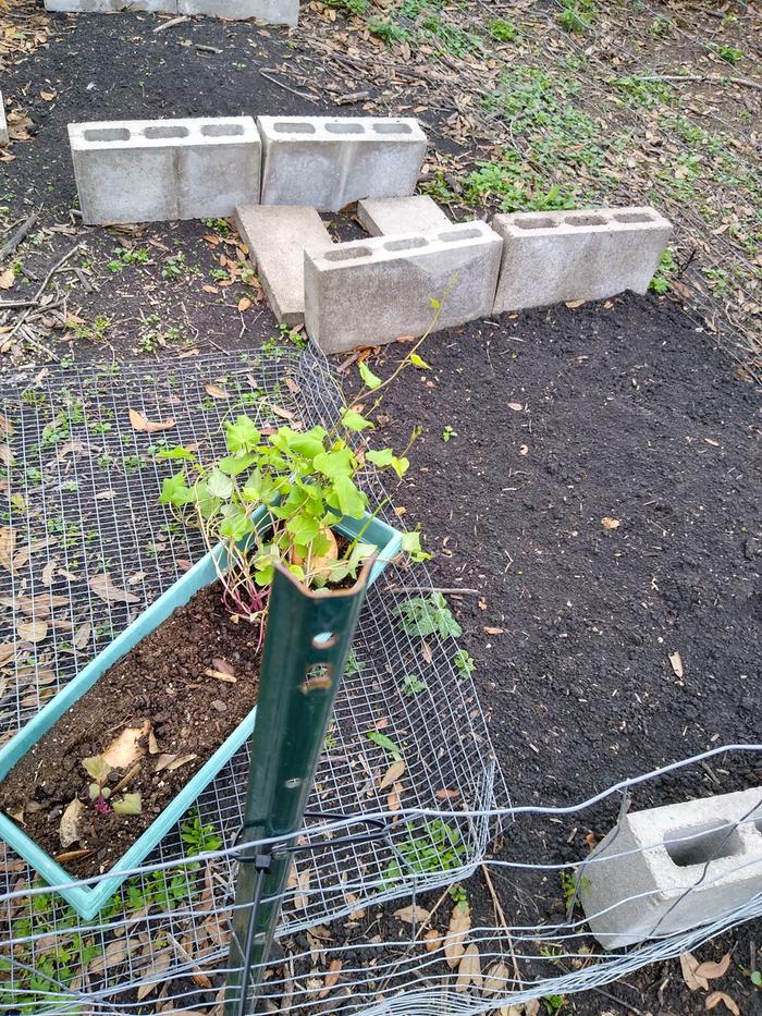 tiny restarter sized garden - double dug our beautiful black gumbo and threw remnants from last year's brush pile into the holes, then crossed my fingers