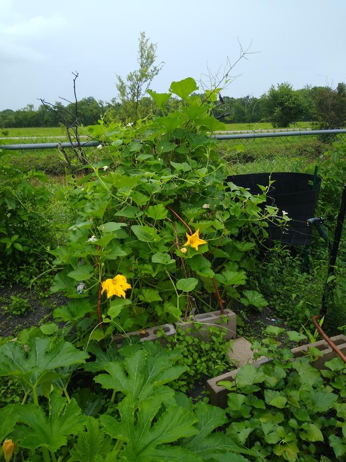 Squashzilla: three different types of squash, all grown together