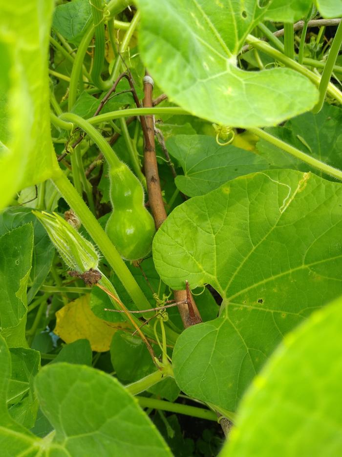 Squash/gourd 