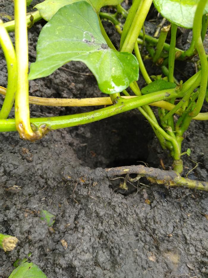 Rodent Hole in the Sweet Potatoes