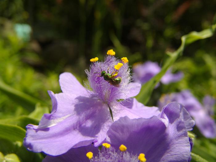 Augochlora Green Metallic Bee