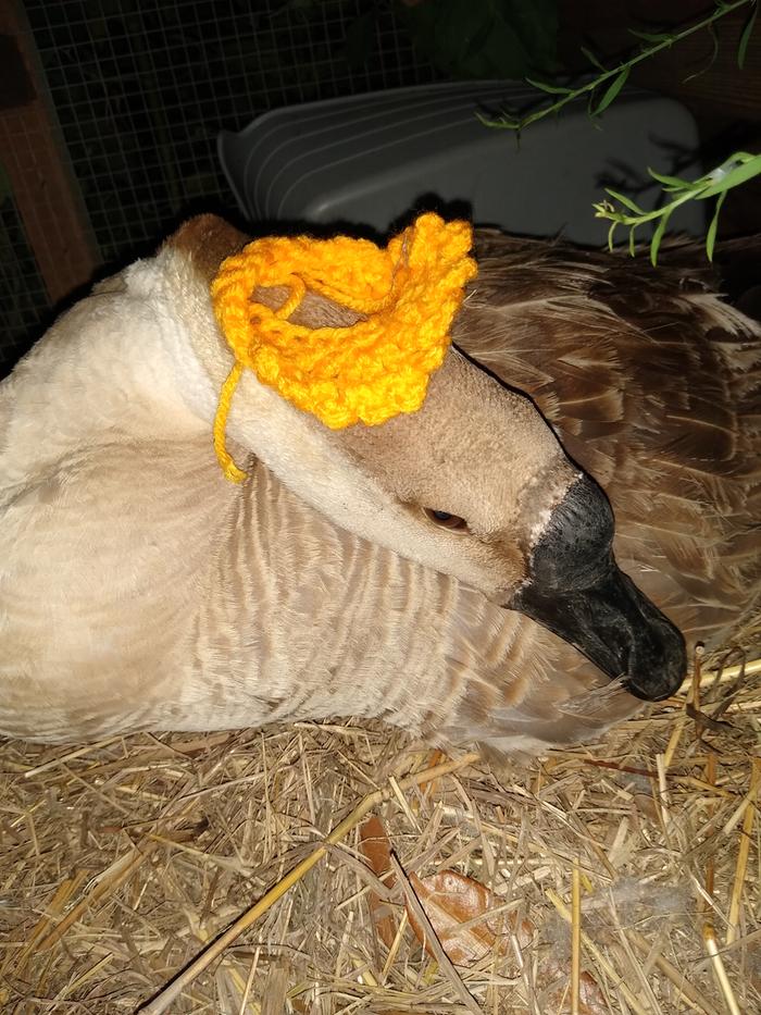 Goose in yarn tiara