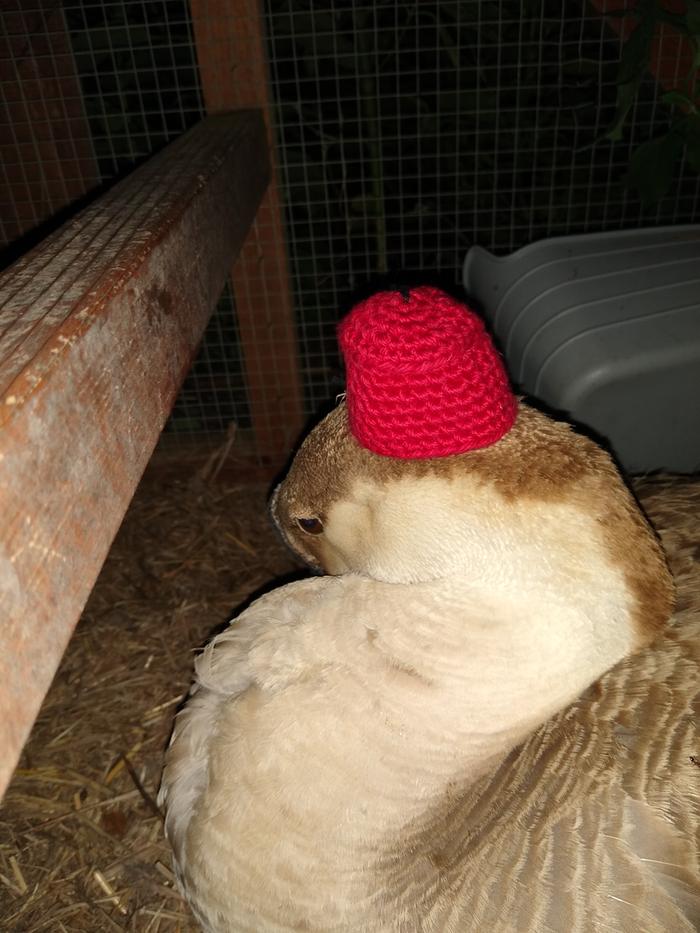 Goose in a fez