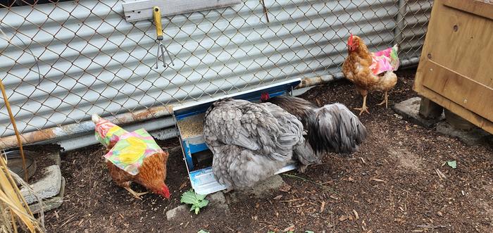 Chicken aprons