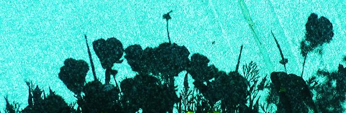 [Thumbnail for 264.JPG]