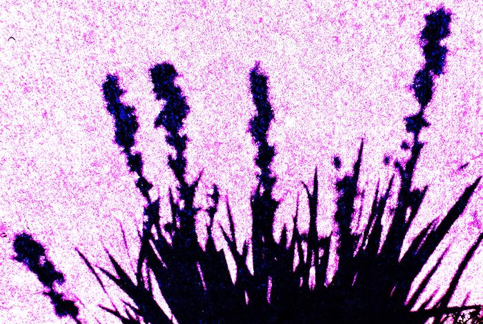 [Thumbnail for 265.JPG]