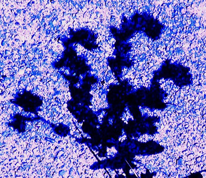 [Thumbnail for 344.JPG]