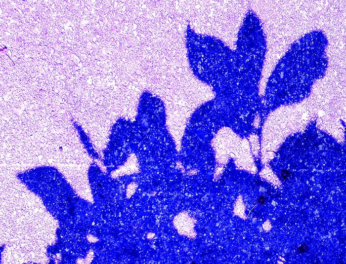 [Thumbnail for 273.JPG]