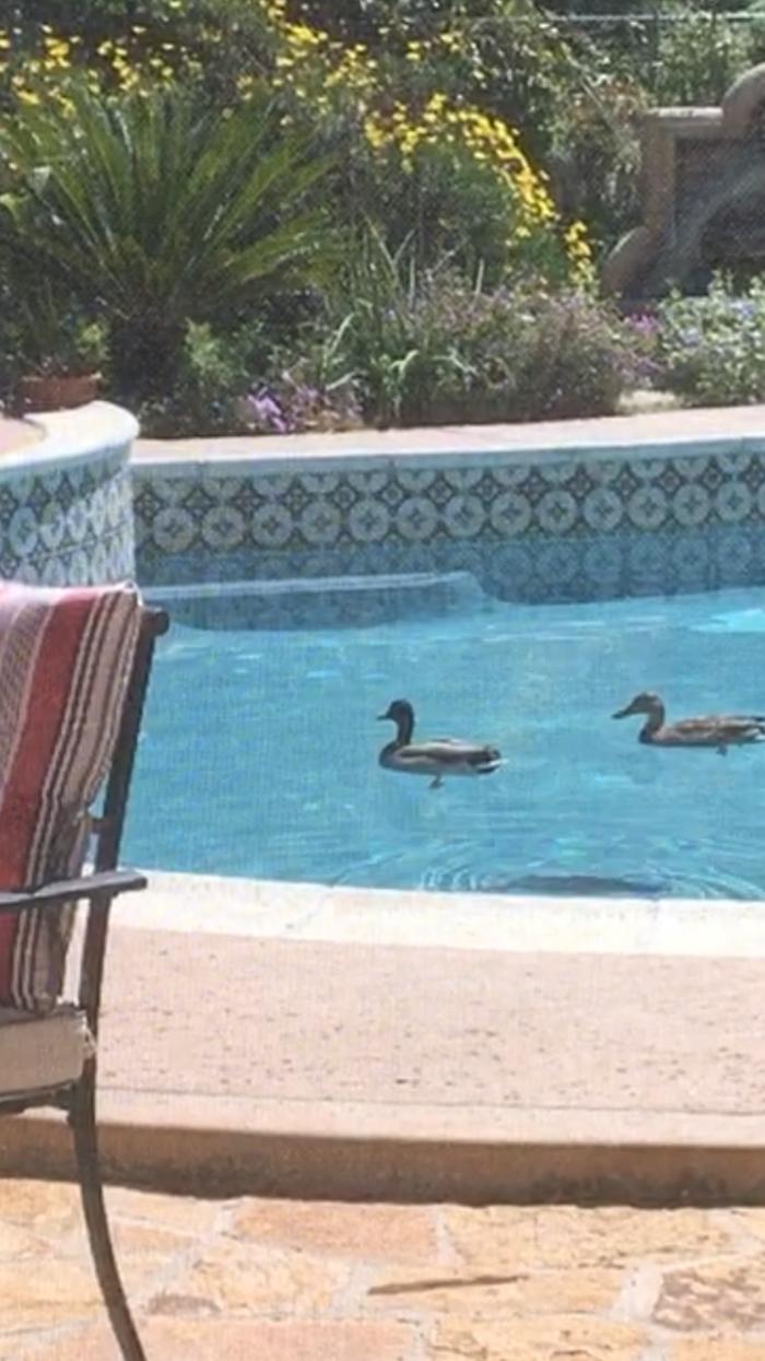 Swimming duck couple