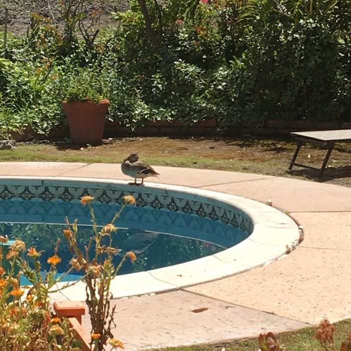Sweet duck with her egg in the cement groove around the pool