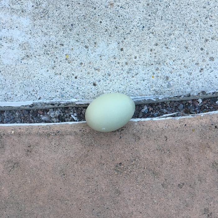 Duck egg
