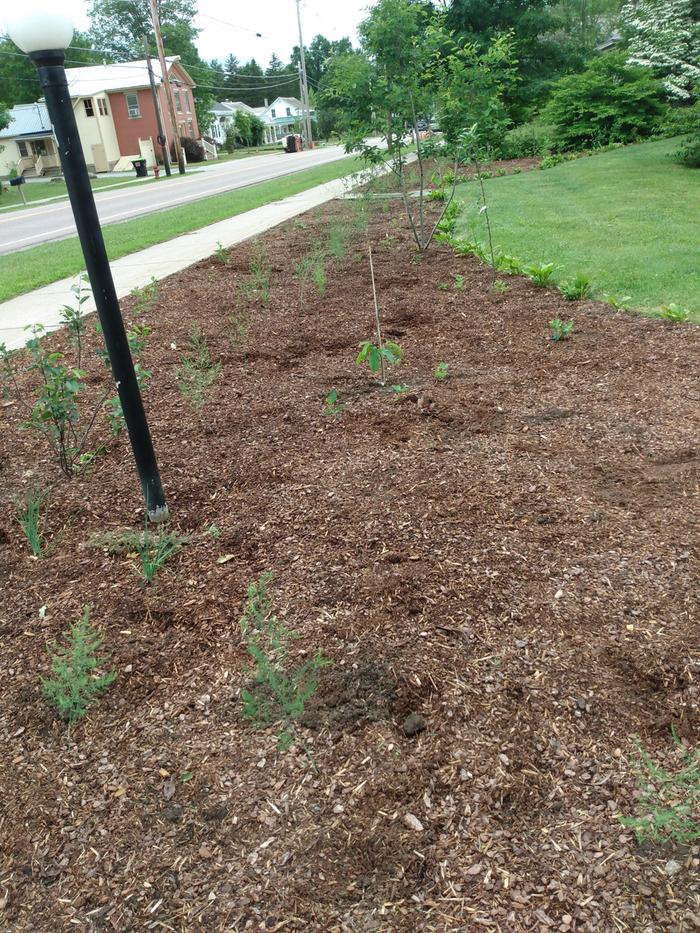 long view of garden looking west from driveway when planted in '21