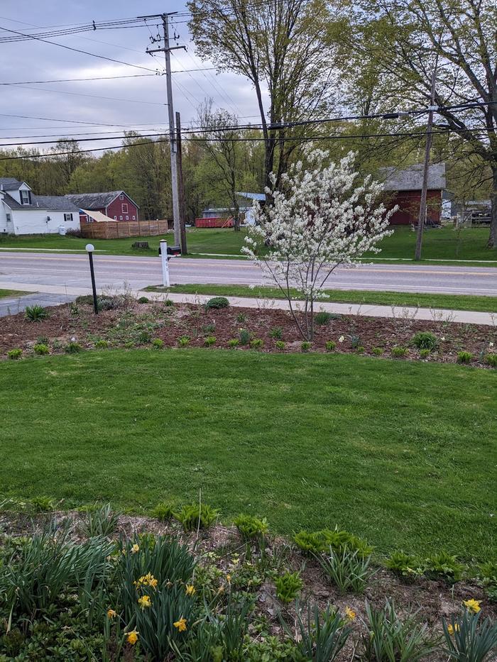 East side of front food forest year one