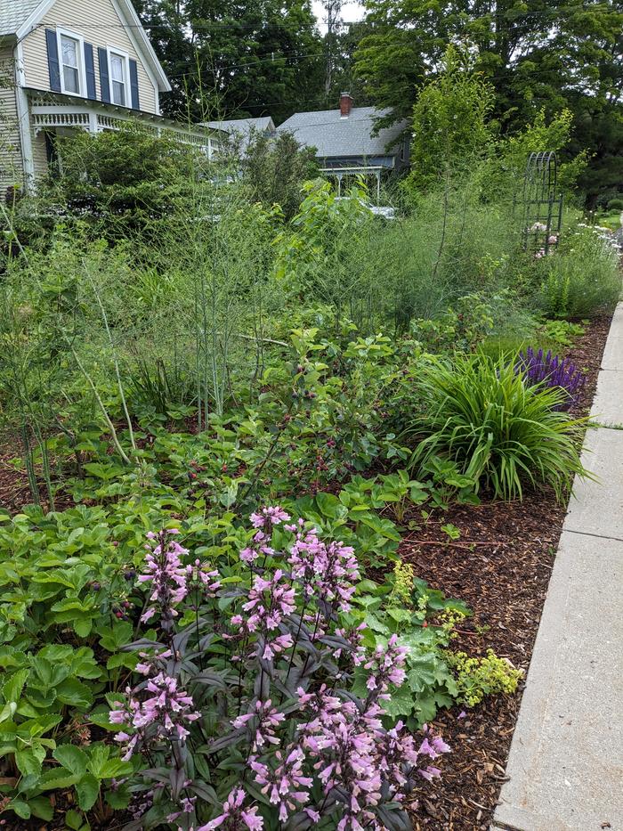 front food forest looking east