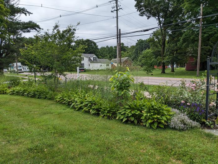 looking east inside curve of food forest
