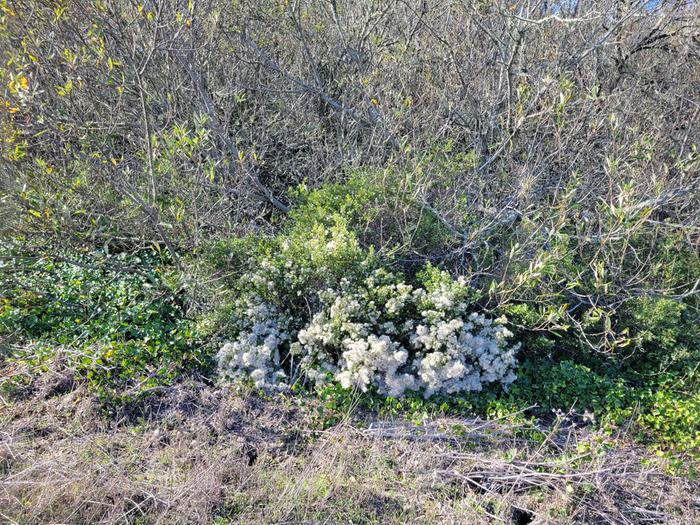 Coyote bush is unaffected by ivy