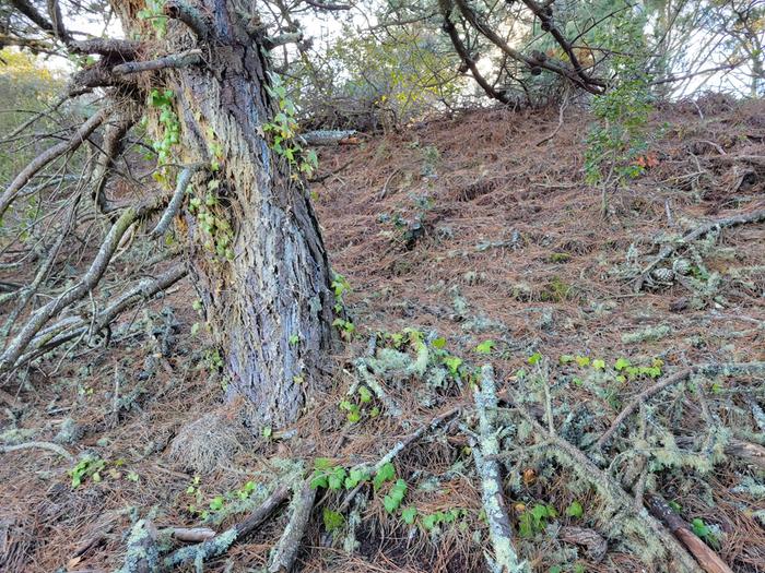 early ivy growth on a tree