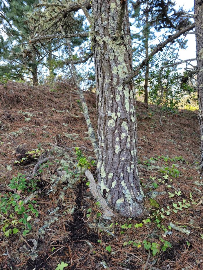 tree has ivy removed