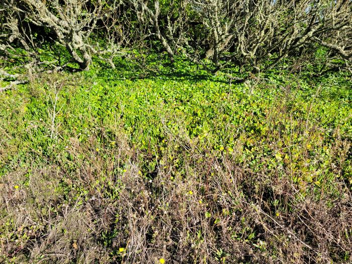 Big patch of ivy in the trees