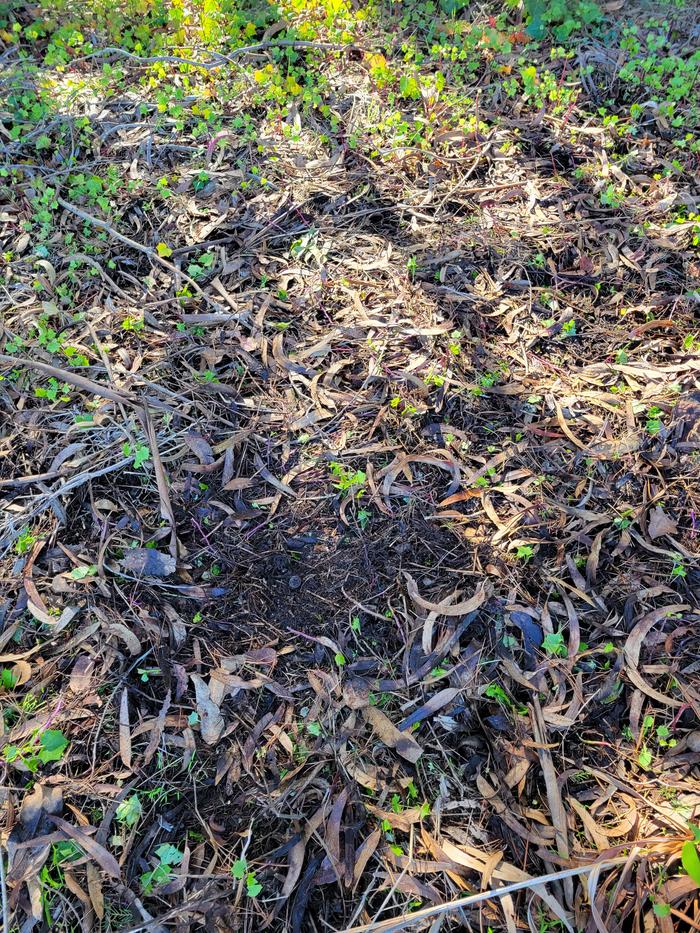 ivy patch in wood chips after being pulled