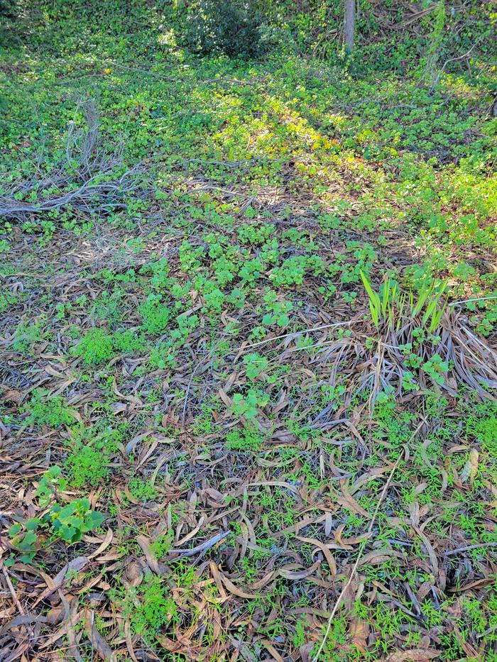 ivy patch in wood chips