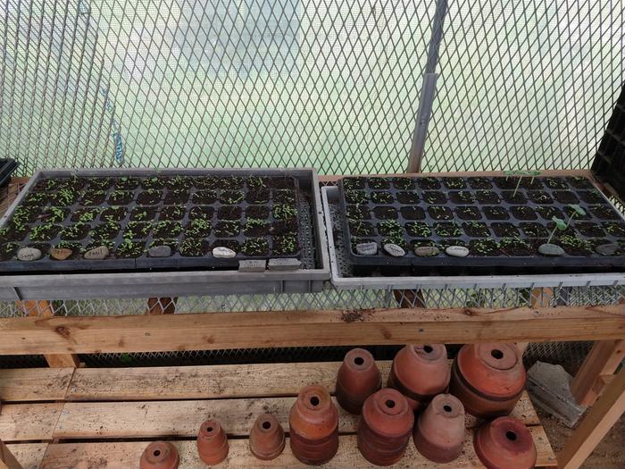 first seed trays started