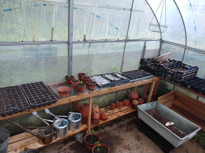 basil and tomatoes growing