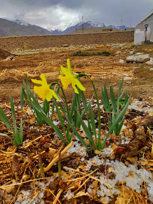 [Thumbnail for Daffodils-and-asparagus-in-hail-2021-04-18.jpeg]