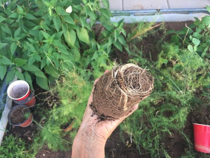 Asparagus grown from seed 9 1/2 months old