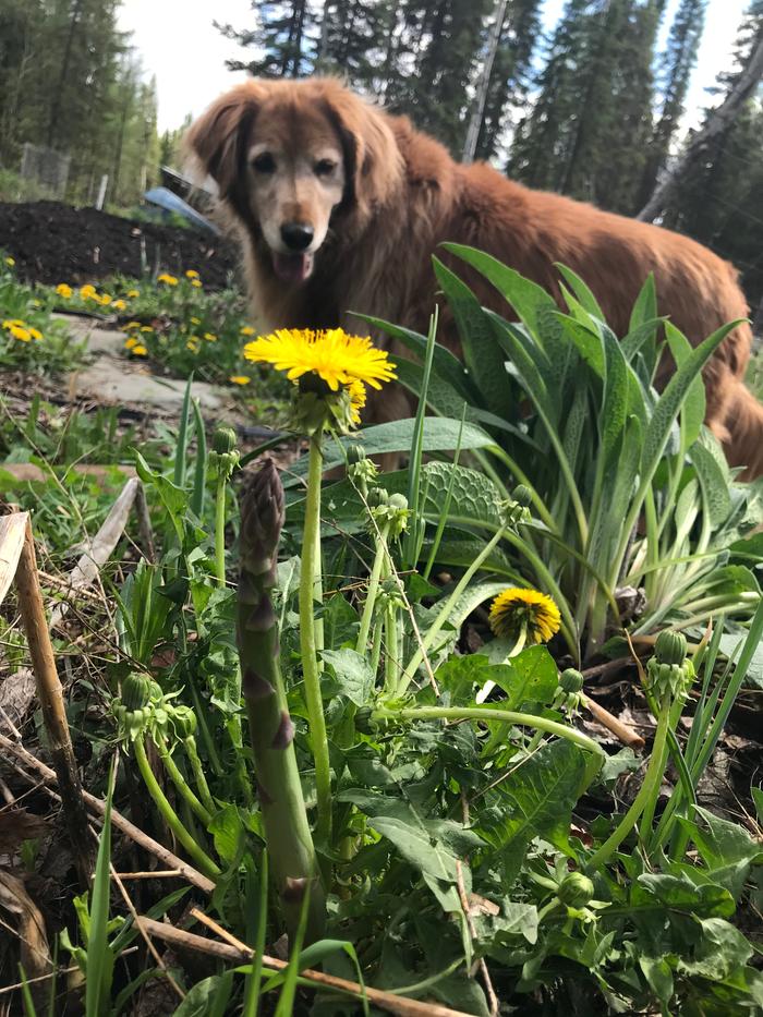 Penguin eyeing up the dandelions