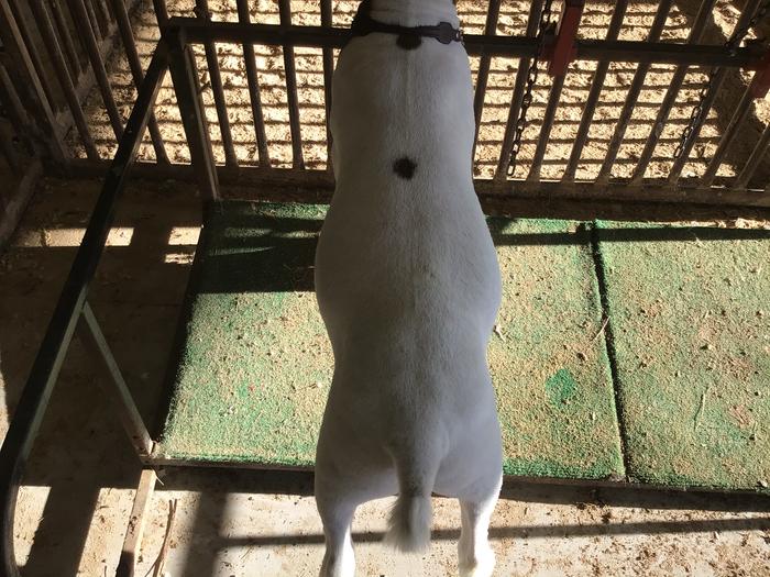 [Thumbnail for DA6ADC6C-42FE-4334-919B-38F8B964AF11.jpeg]