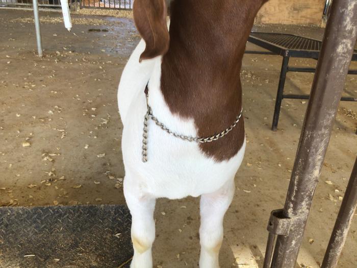 [Thumbnail for 5BA9B43E-9703-43E7-B0B3-4B82D41F24A5.jpeg]