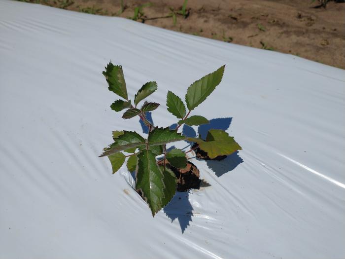 blackberry 2 weeks one day after planting as plug from 72 count