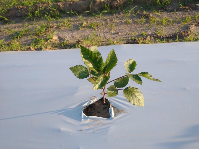 blackberry 1 week 5 days after planting before fungicide.