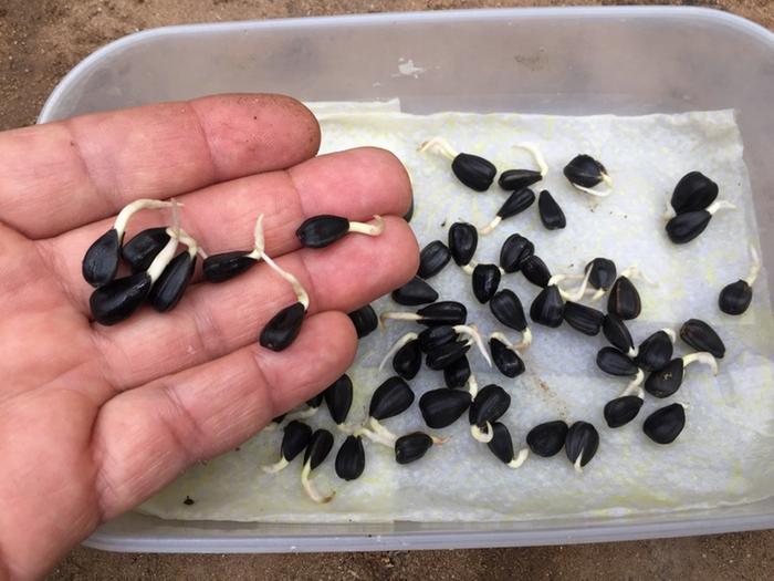 [Thumbnail for sunflower-seeds.JPG]