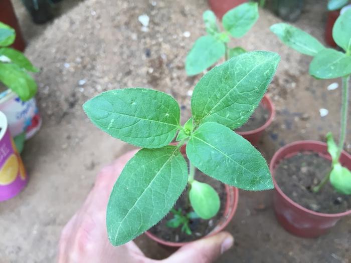 [Thumbnail for sunflower-seedling.JPG]