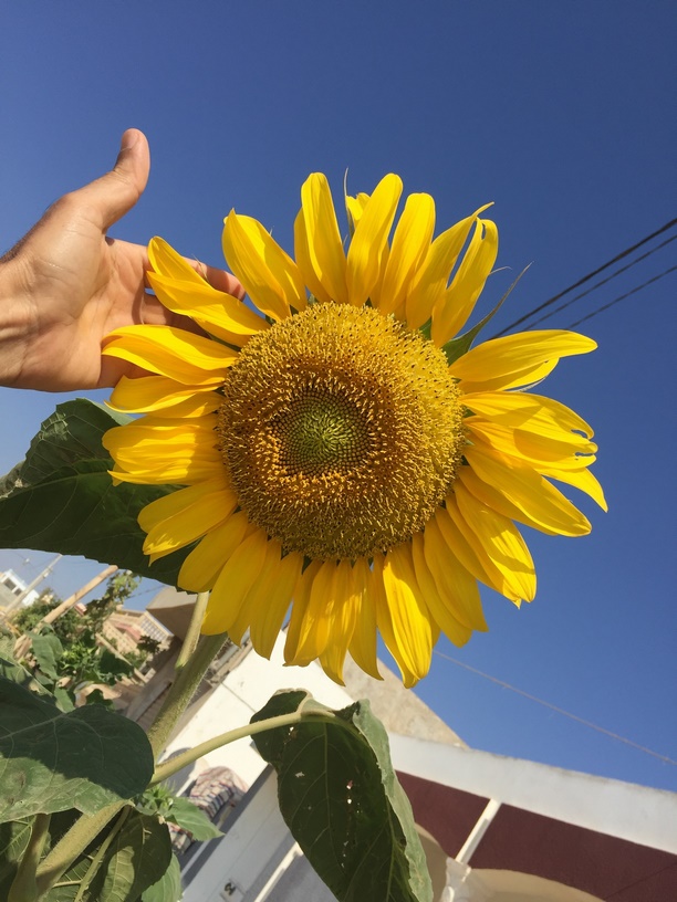 [Thumbnail for sunflower.JPG]