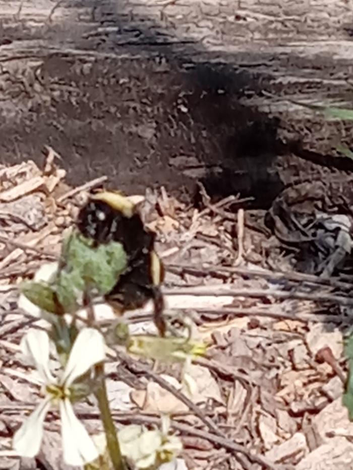 Bumblebee on arugula blossoms