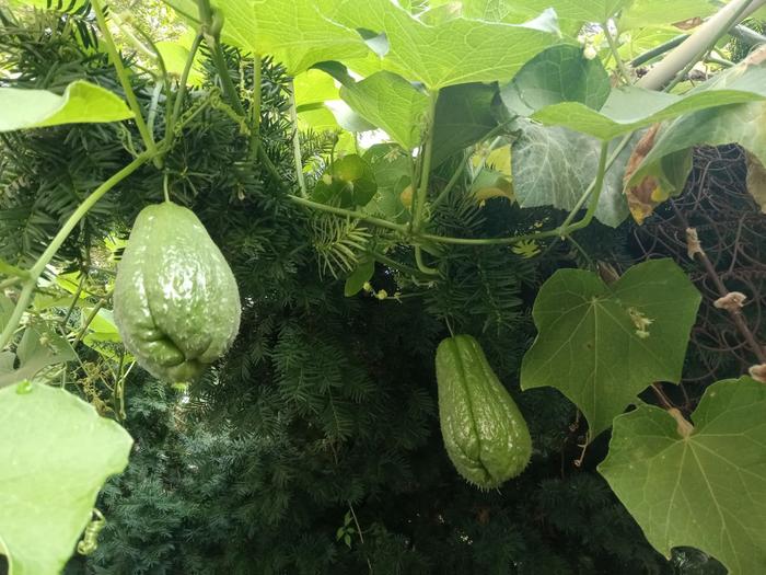 Daylength non sensitive chayote